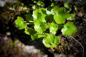 3536687762_dd42fa4a5f_o