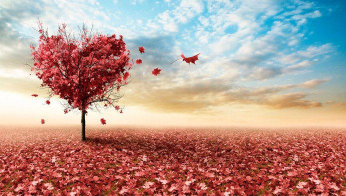 arboles-en-forma-de-corazon-692x392